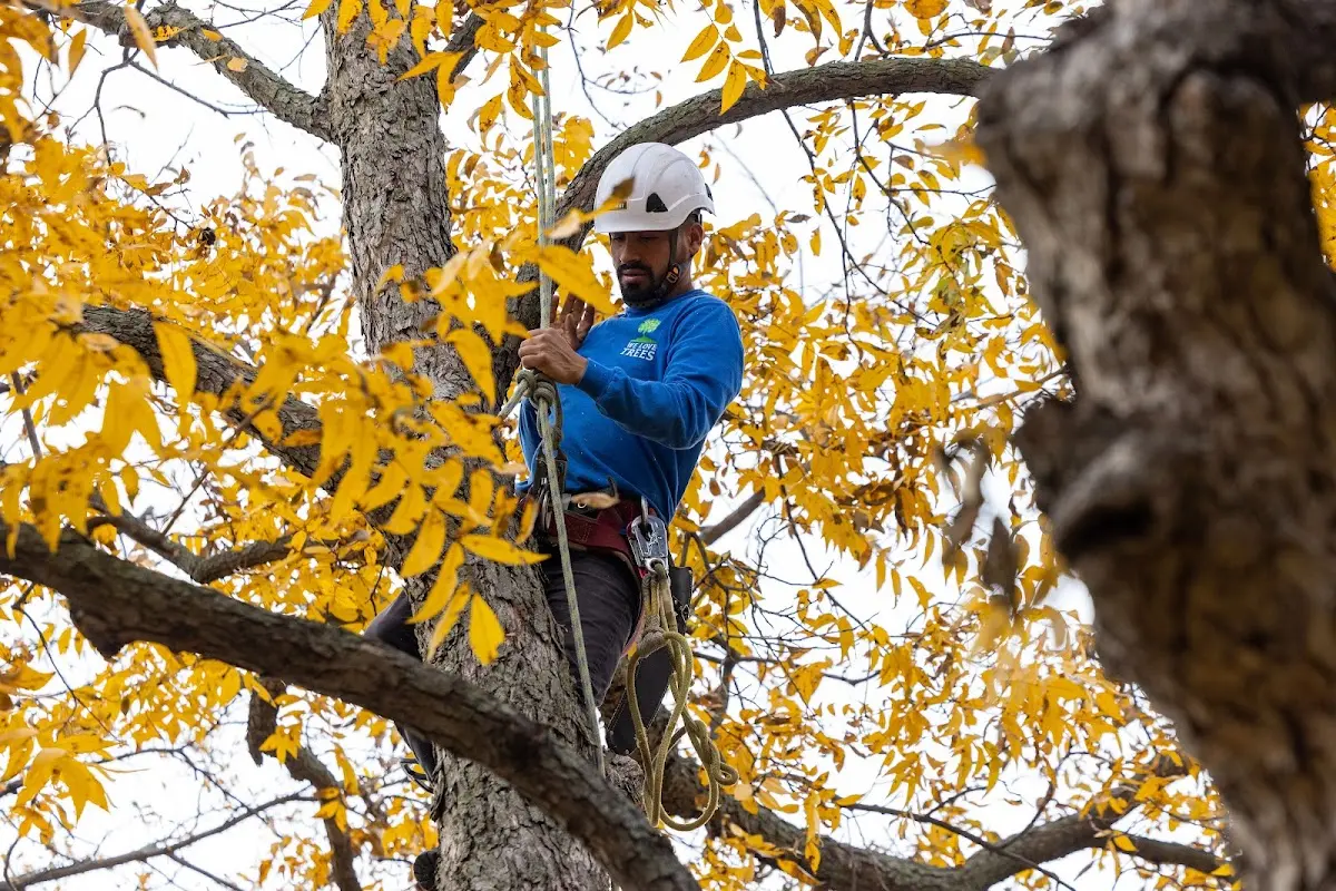Skilled Tree Transplanting crew working in Bensenville